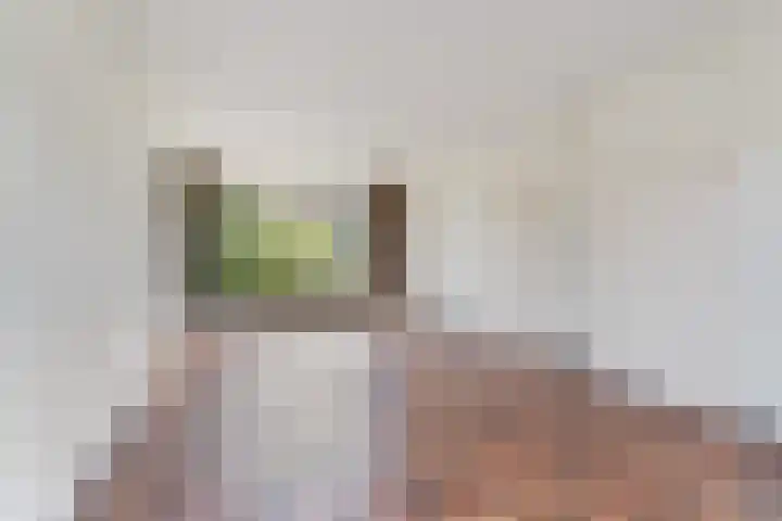 De Olmen 4 Zevenaar thumbnail 4