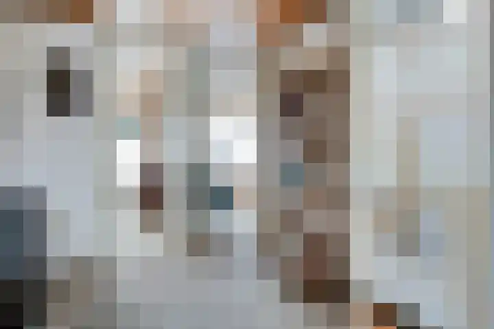 De Olmen 8 Zevenaar thumbnail 8