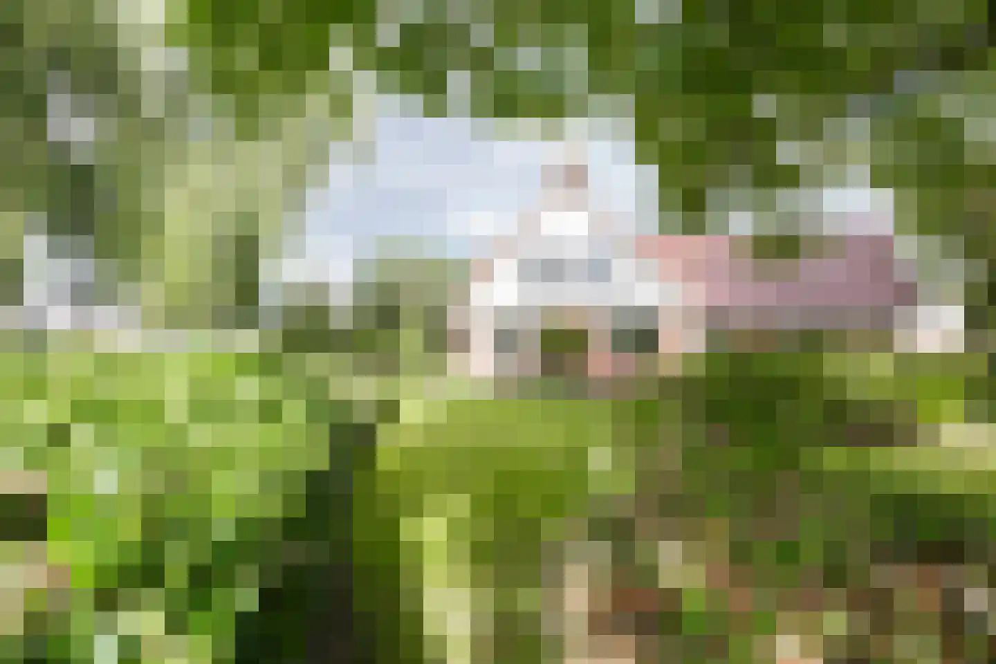 De Ommegang 21 Niekerk thumbnail 54