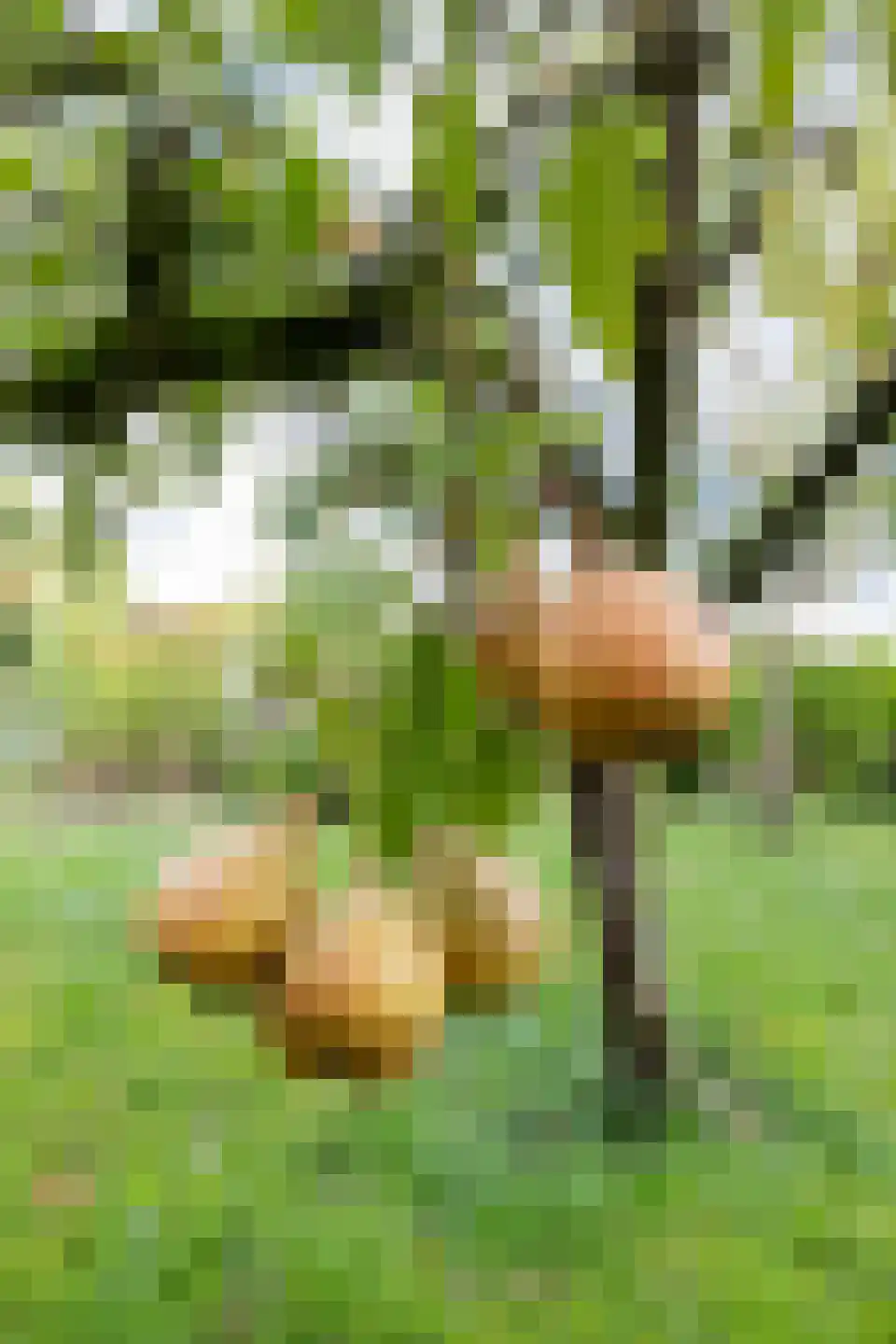 De Ommegang 21 Niekerk thumbnail 57