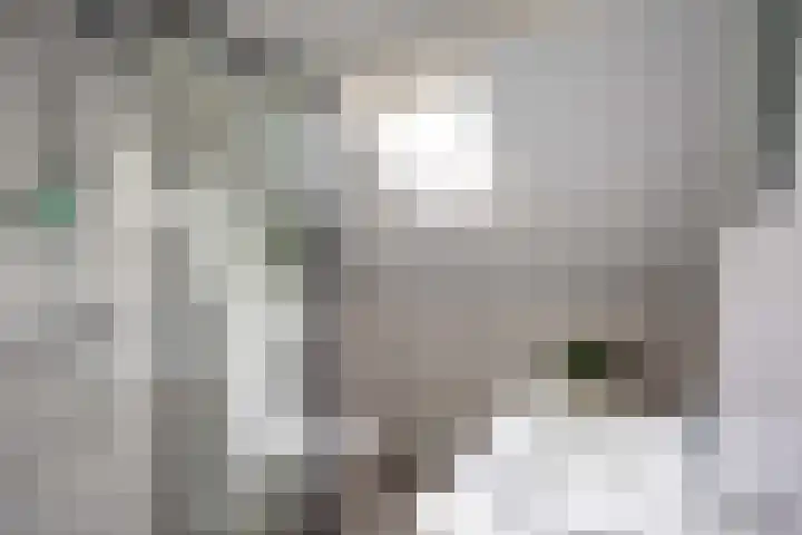 De Ommegang 9 Niekerk thumbnail 25
