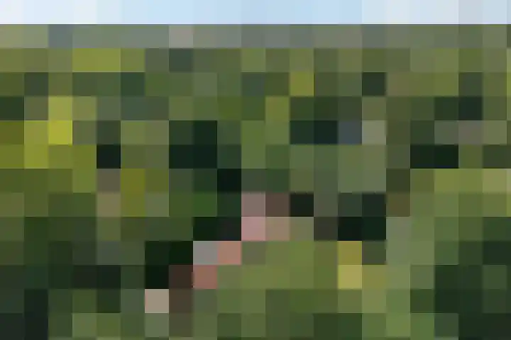 De Oostermaat 10 Westerbork thumbnail 40
