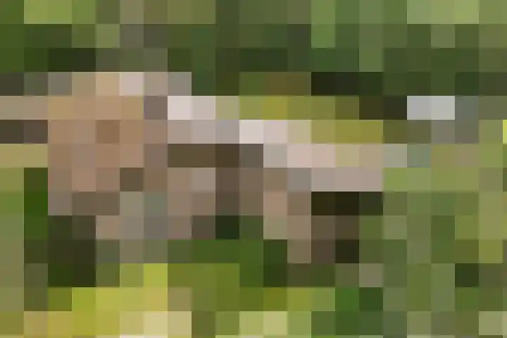 De Oostermaat 38 Westerbork thumbnail 34