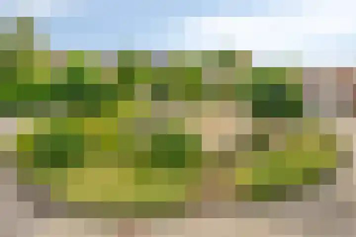 De Padjes 1 Etten-Leur thumbnail 8