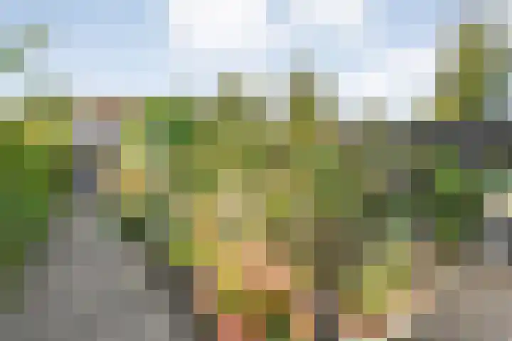de Pal 44 Epe thumbnail 23