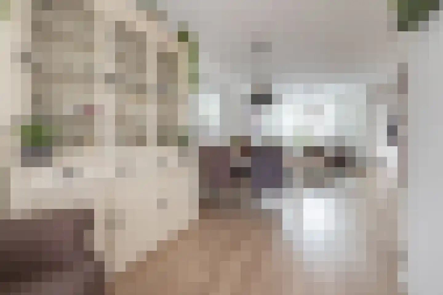 De Palmboomstraat 29 Westzaan thumbnail 4
