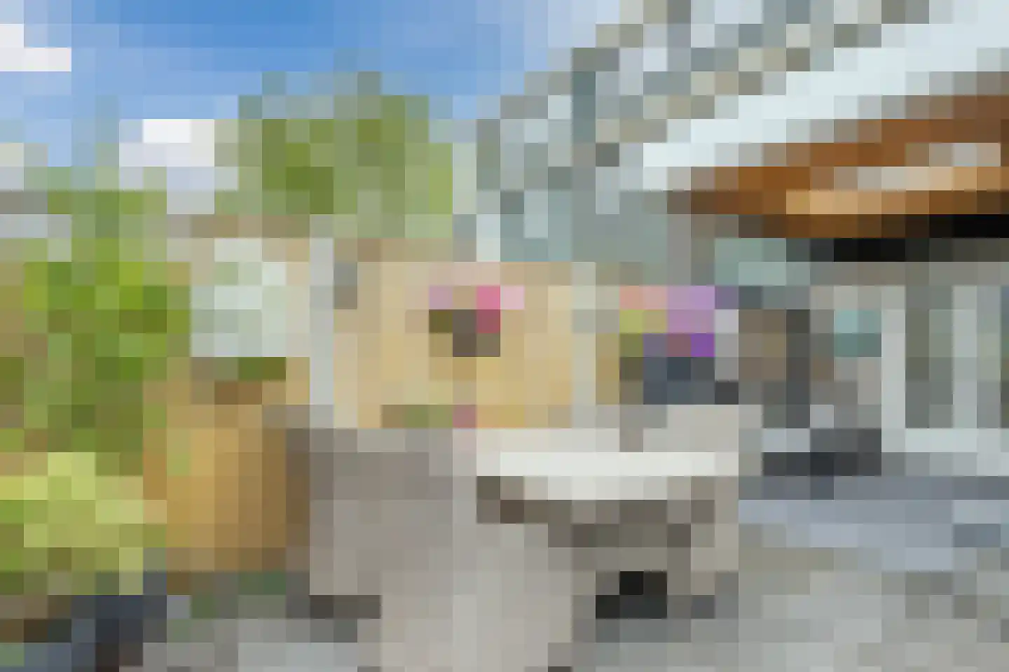De Palmboomstraat 29 Westzaan thumbnail 6