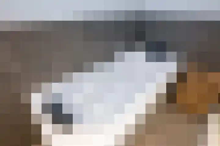 de Pannebakker 1 Nieuwe-Tonge thumbnail 25