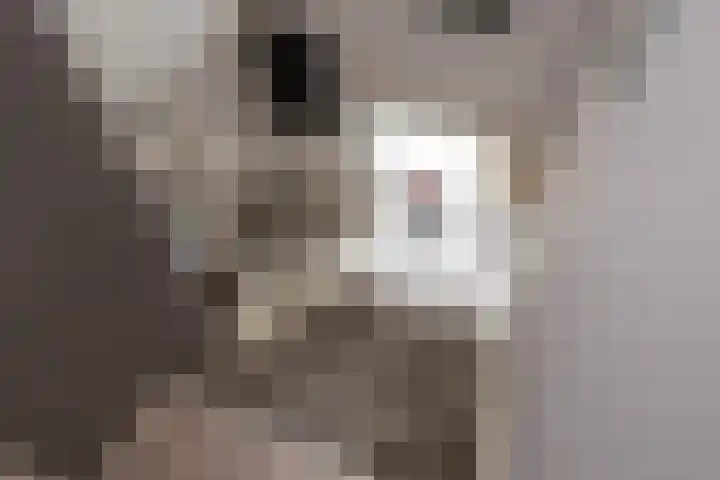 de Pannebakker 1 Nieuwe-Tonge thumbnail 26