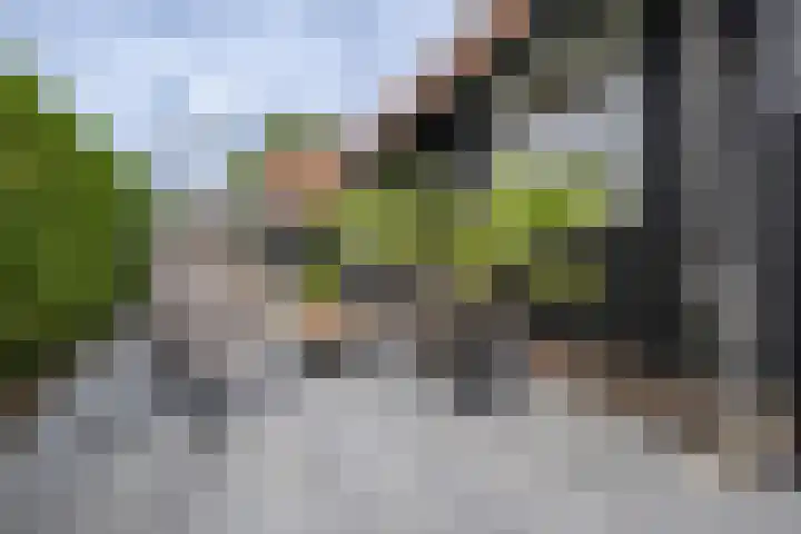 de Pannebakker 1 Nieuwe-Tonge thumbnail 34