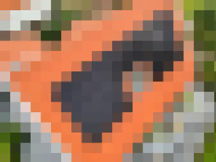 de Pannebakker 1 Nieuwe-Tonge thumbnail 47