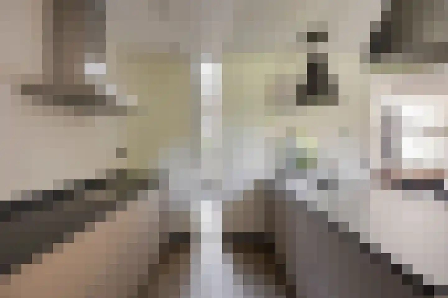 De Parelvissers 25 Kampen thumbnail 17