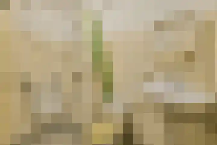 De Parelvisserslaan 104 Amstelveen thumbnail 22