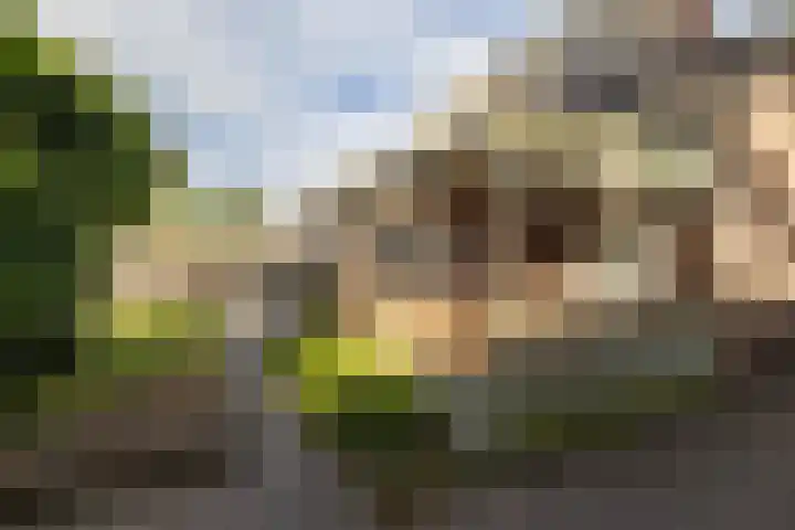 De Patrijs 13 Vriezenveen thumbnail 36
