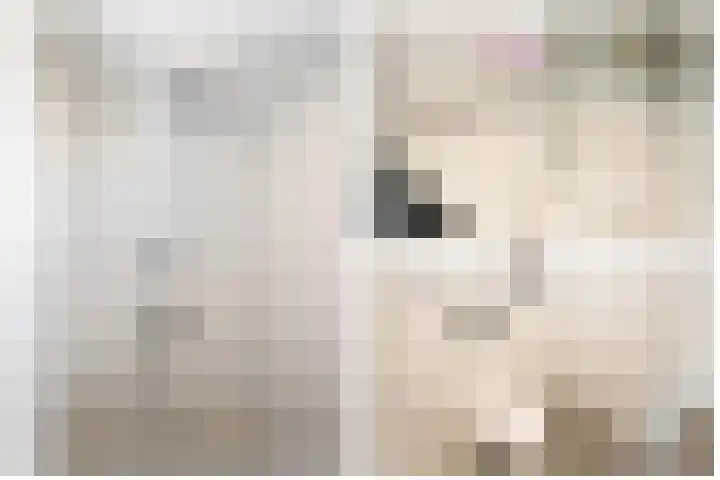 De Patrijs 31 Zevenhuizen thumbnail 23