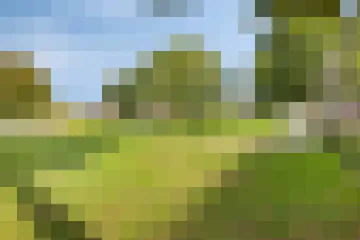 De Patrijs 9 Meerlo thumbnail 53