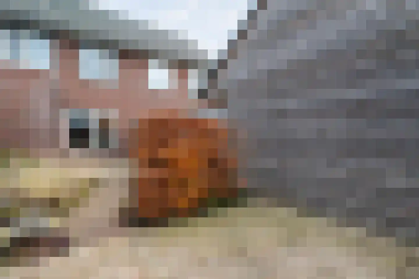 de Pauwe 4 c Nieuw Heeten thumbnail 32