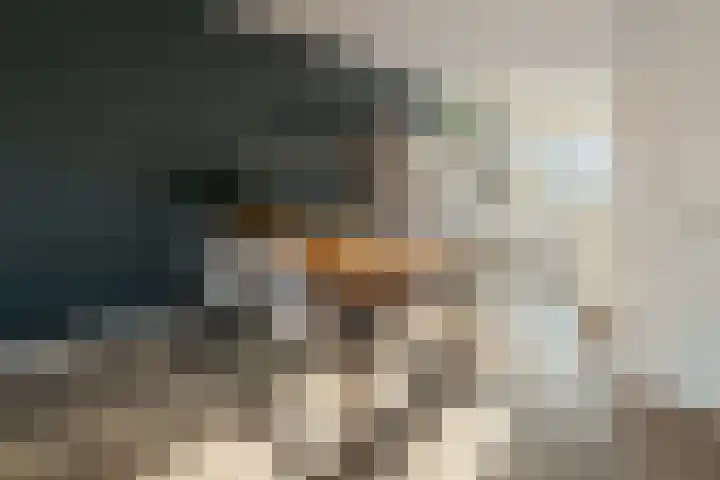 de Pauwe 6 Nieuw Heeten thumbnail 9