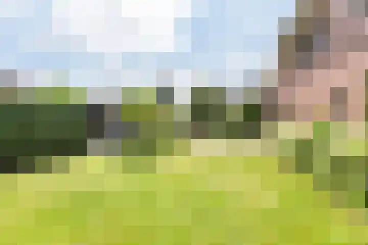 de Pavert 14 Varsselder thumbnail 4