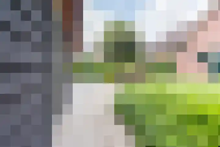 de Pavert 14 Varsselder thumbnail 49