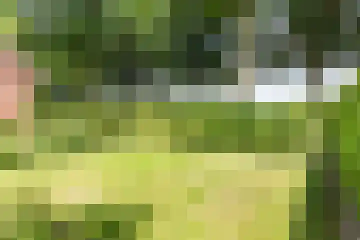de Pavert 14 Varsselder thumbnail 51