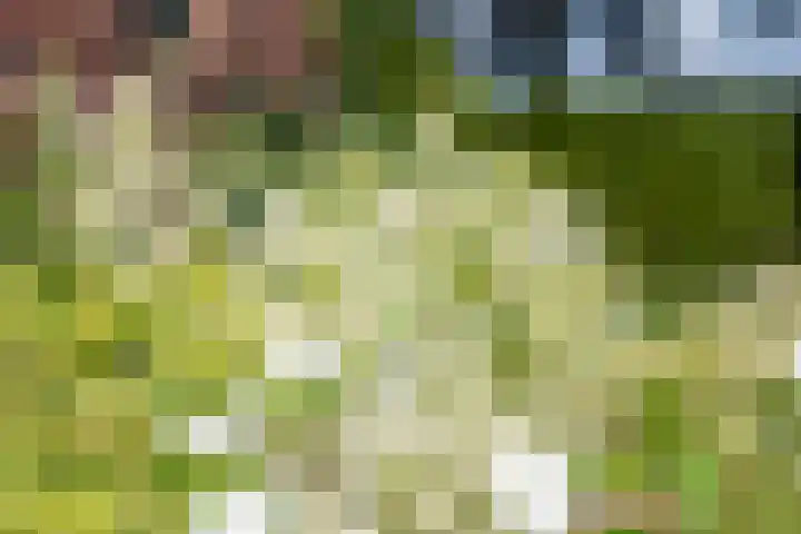 de Pavert 14 Varsselder thumbnail 52