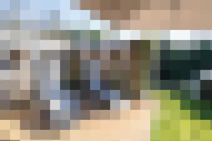De Peel 13 j 108 Heel thumbnail 65