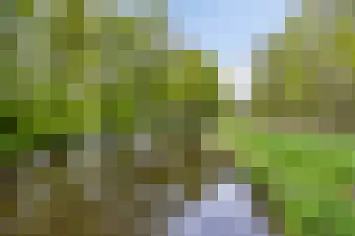 De Peeldijk 11 Aarle-Rixtel thumbnail 56