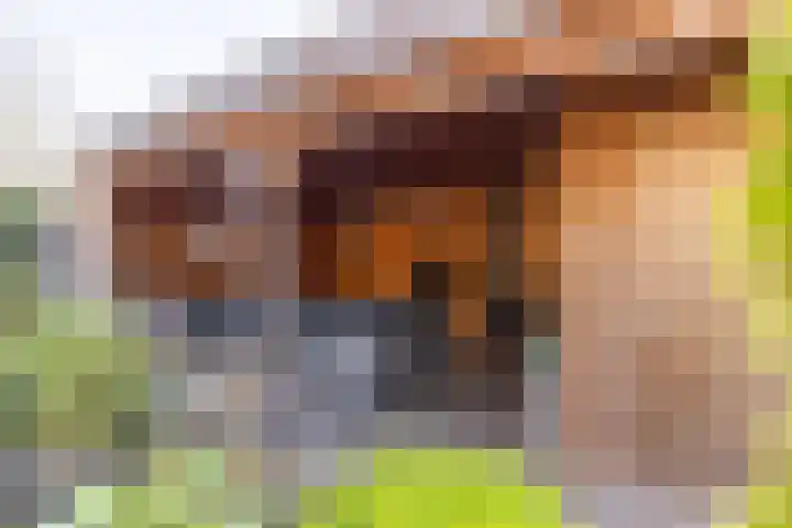 De Pelikaan 5 Almelo thumbnail 36