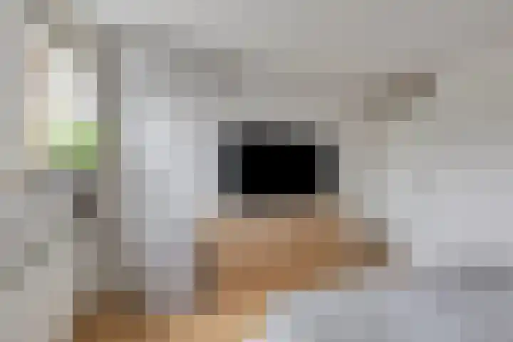 De Pellenwever 42 Boxtel thumbnail 21