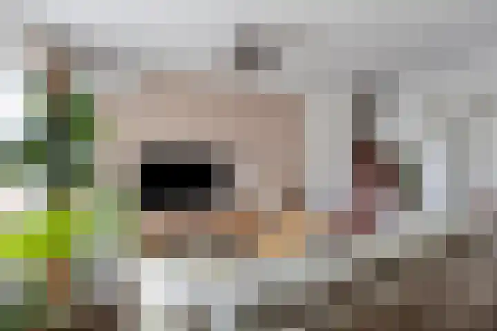 De Pellenwever 42 Boxtel thumbnail 9