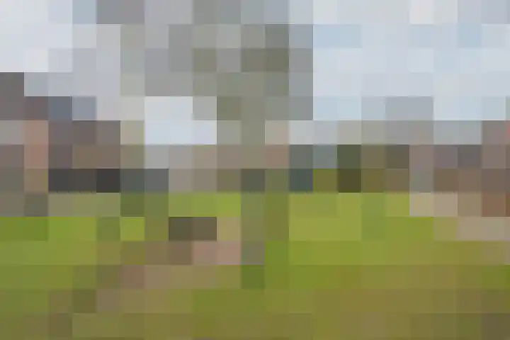 De Pelslap 26 Horst thumbnail 58