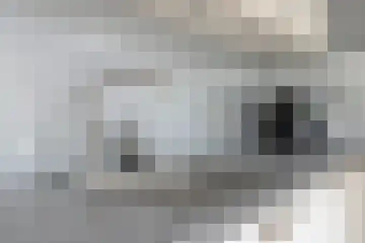De Pelslap 27 Horst thumbnail 25