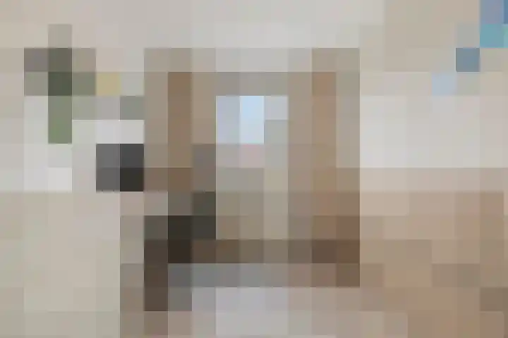 De Pelslap 27 Horst thumbnail 30