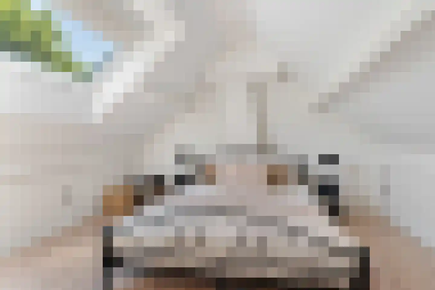 De Peppelaar 44 Delden thumbnail 39