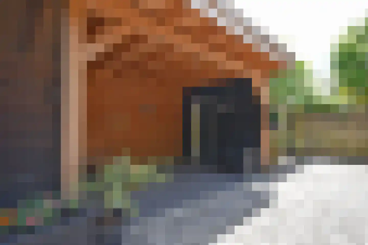 De Petten 1 Hurdegaryp thumbnail 7