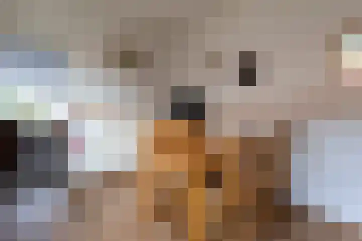 De Piepe 31 Klazienaveen thumbnail 11