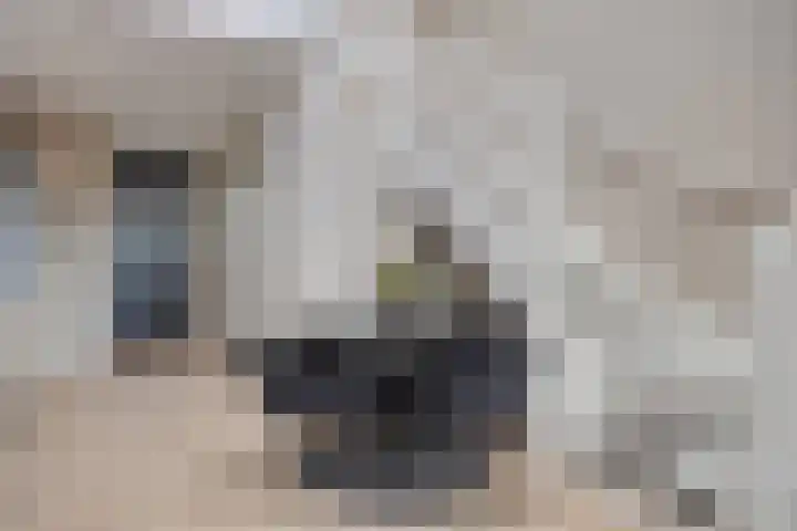 De Pinas 11 a Dinteloord thumbnail 10