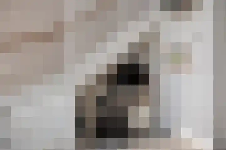 De Pinas 7 Dinteloord thumbnail 12