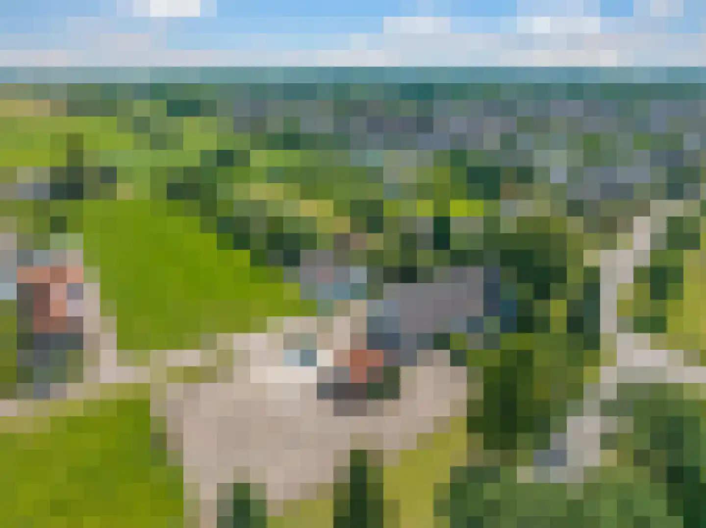 de Plak 80 Bemmel thumbnail 99