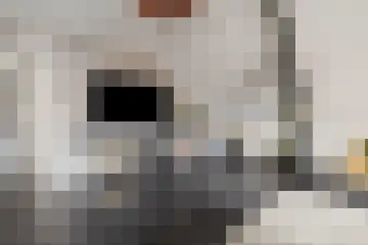 de Plas 38 Raalte thumbnail 7