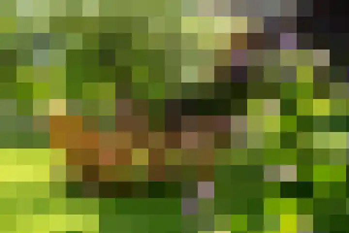 de Plasse 4 Terband thumbnail 11