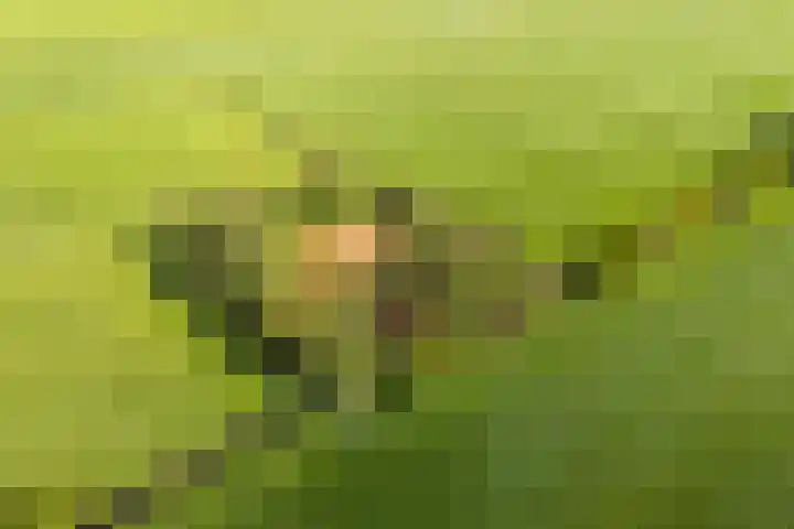 de Plasse 4 Terband thumbnail 14