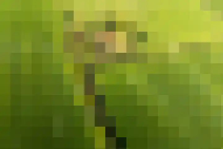 de Plasse 4 Terband thumbnail 15