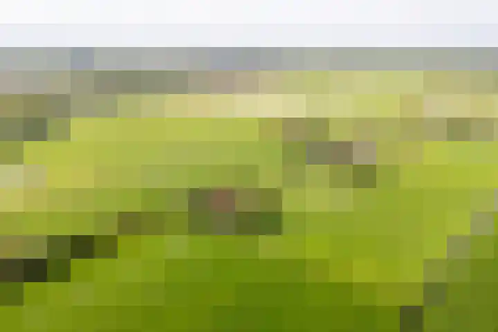 de Plasse 4 Terband thumbnail 59