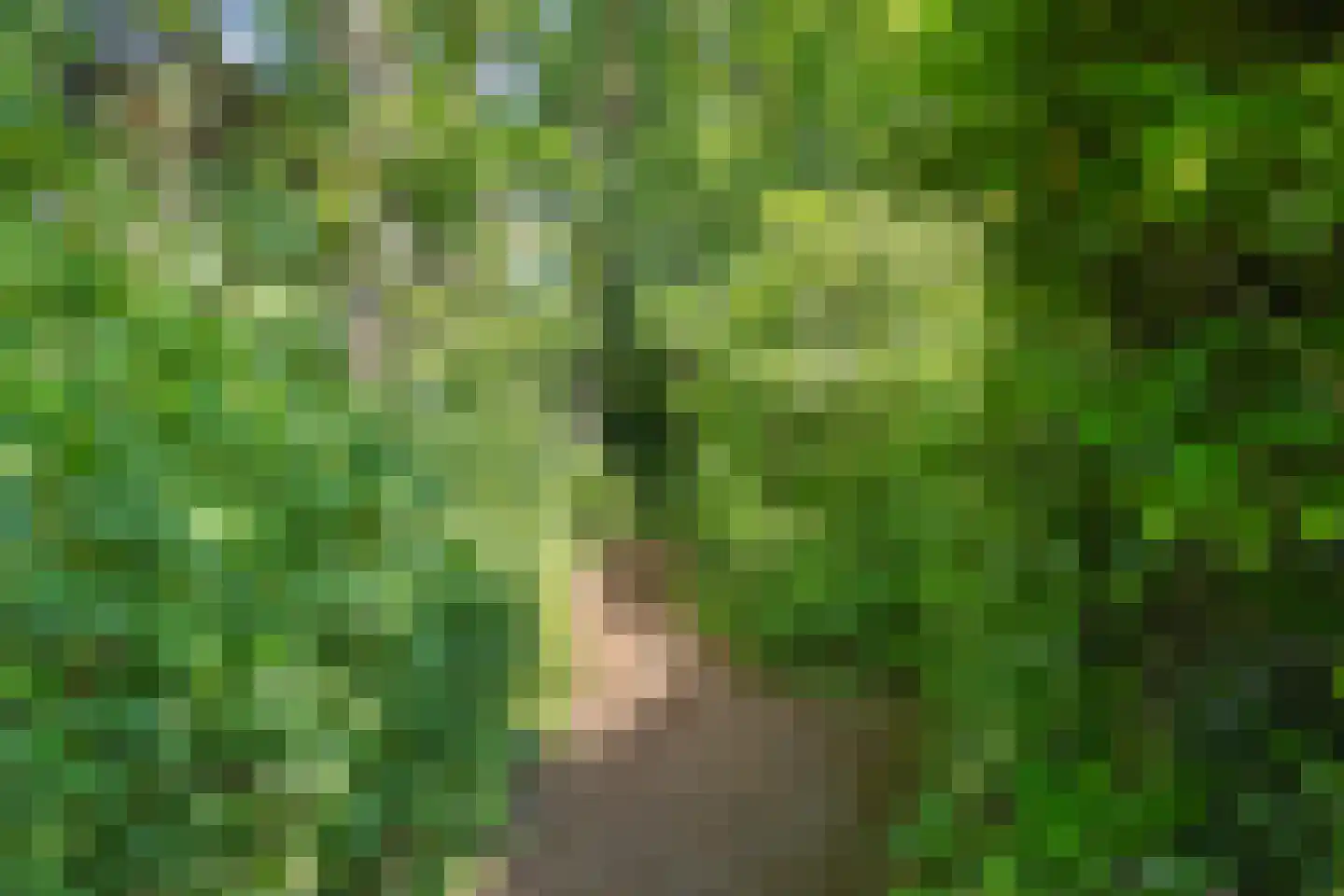 De Platanen 15 Boekel thumbnail 40