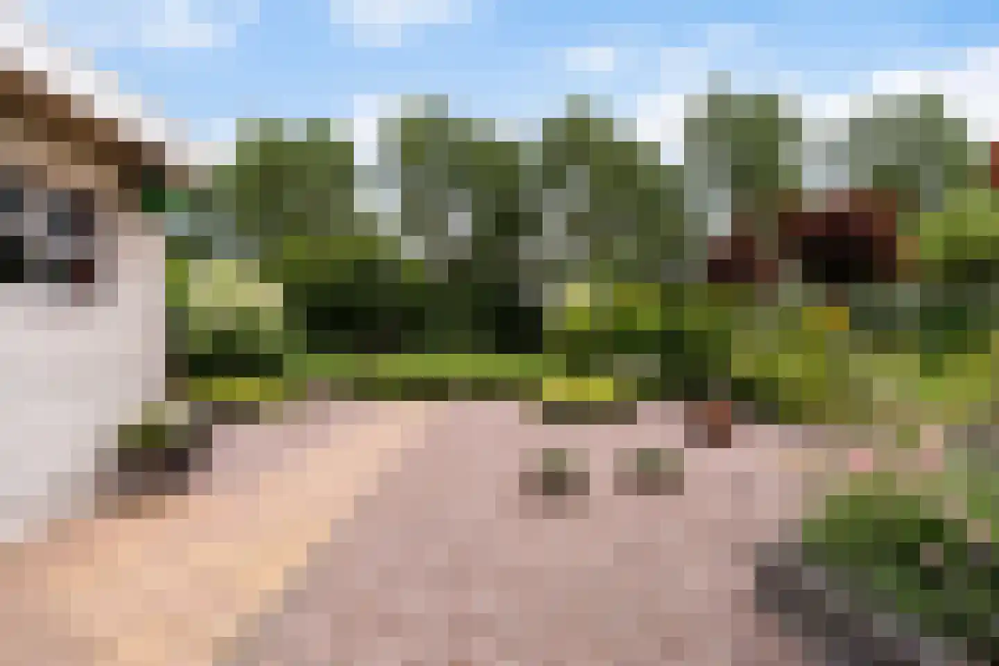 de Pleats 42 Goutum thumbnail 29