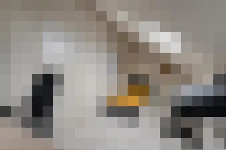 De Plevier 158 Almelo thumbnail 26