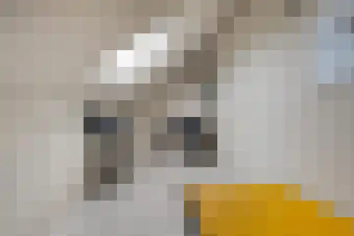 De Plevier 158 Almelo thumbnail 27