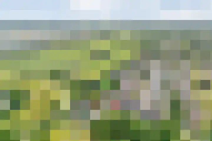 De Plevier 60 Almelo thumbnail 28